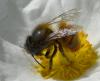 Osmia tricornis